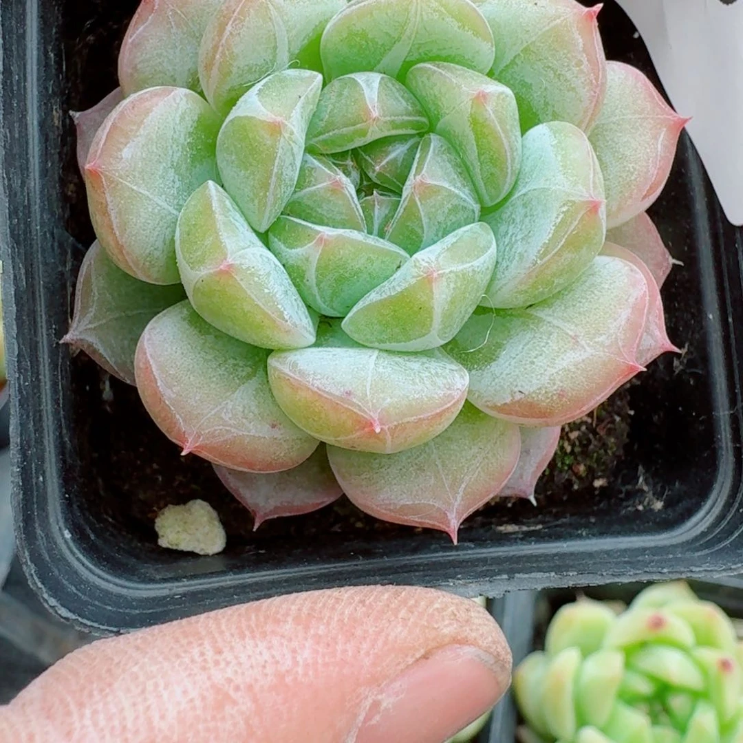 多肉杂交一物一拍25/50
