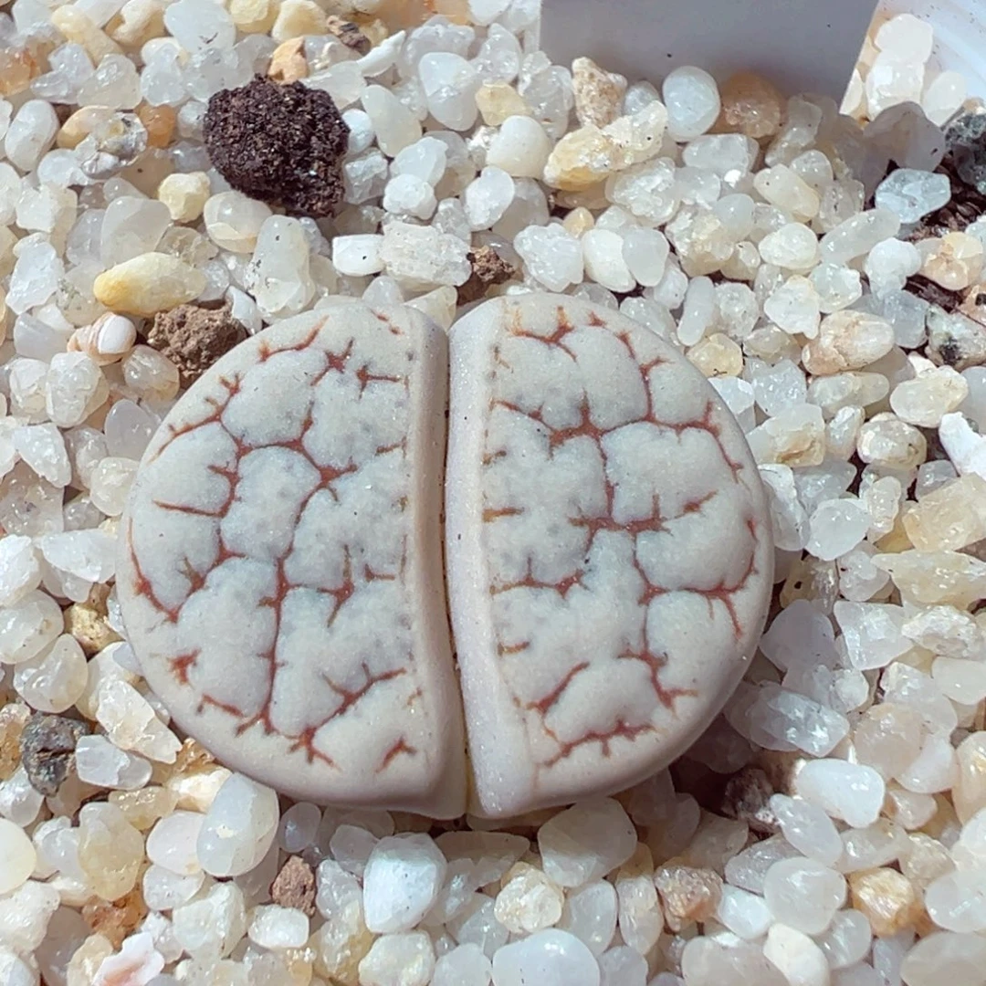 1202-303多肉多肉189荒玉