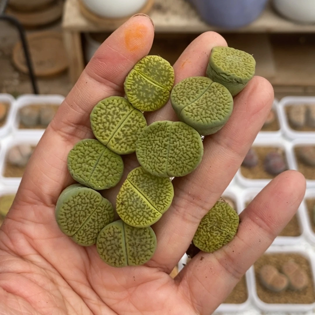 4458 绿富贵一手很干练手套不售后