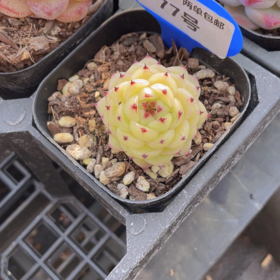 77号 全状态芙蕖麦秆