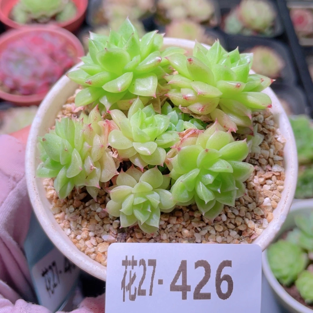 花利美27-426麦秆