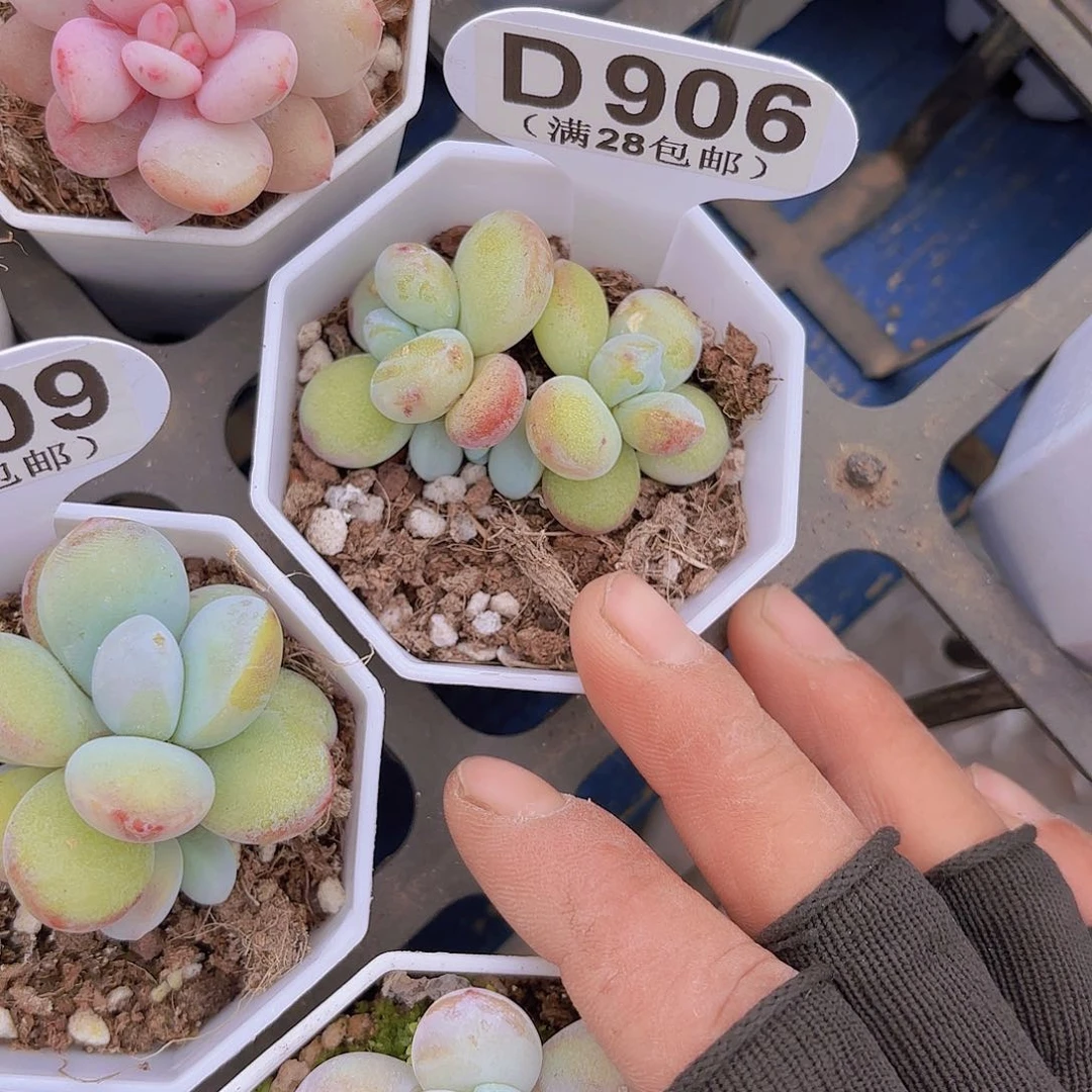 D906雪美人一物一拍