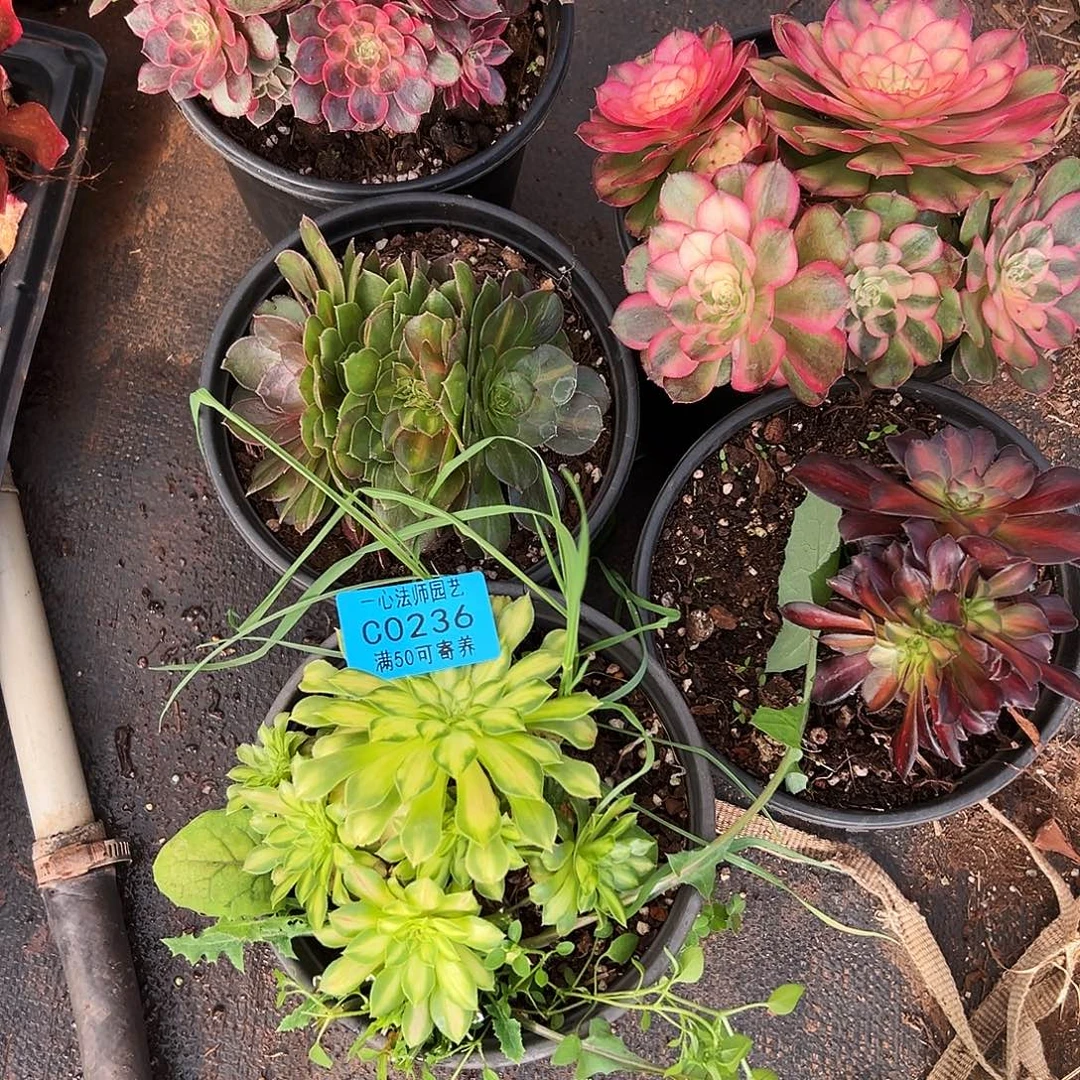236五颗多肉植物、