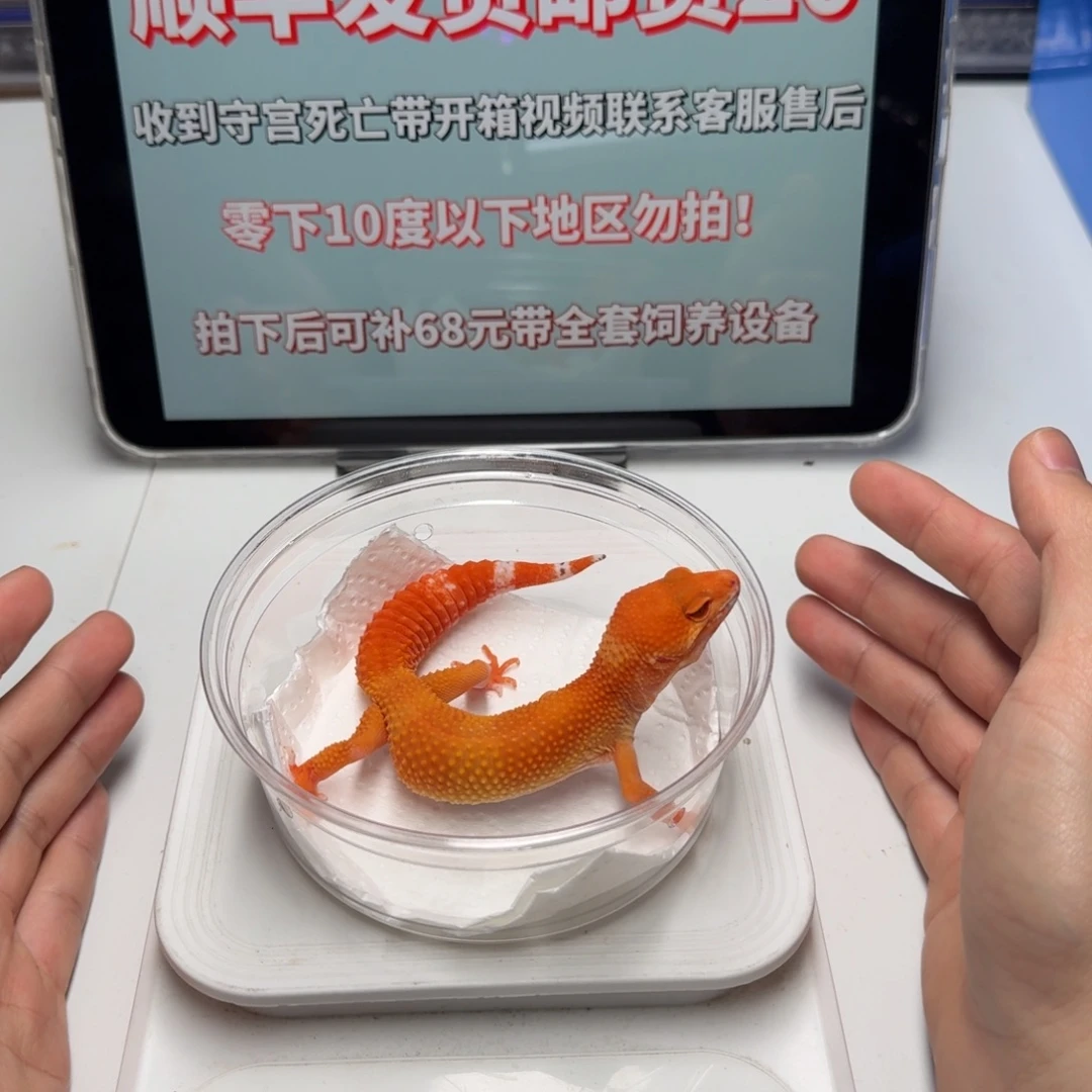 豹纹守宫血贝尔蜜桔满尾妹妹