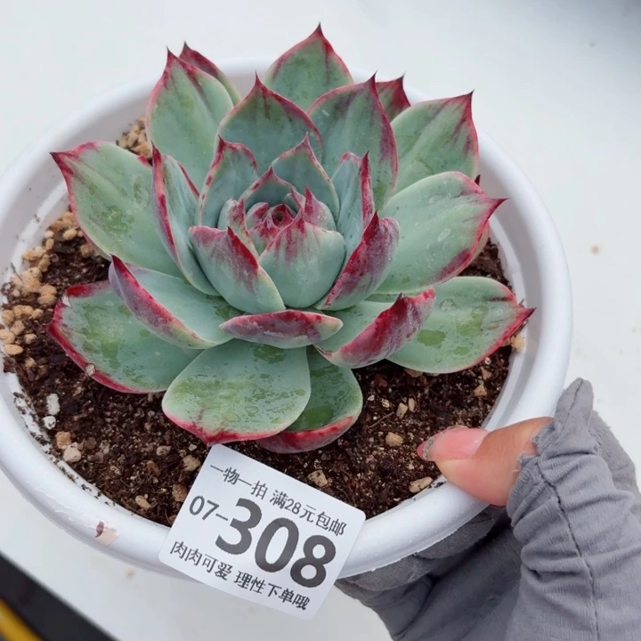 惊鸿多肉植物多肉植物多肉植物