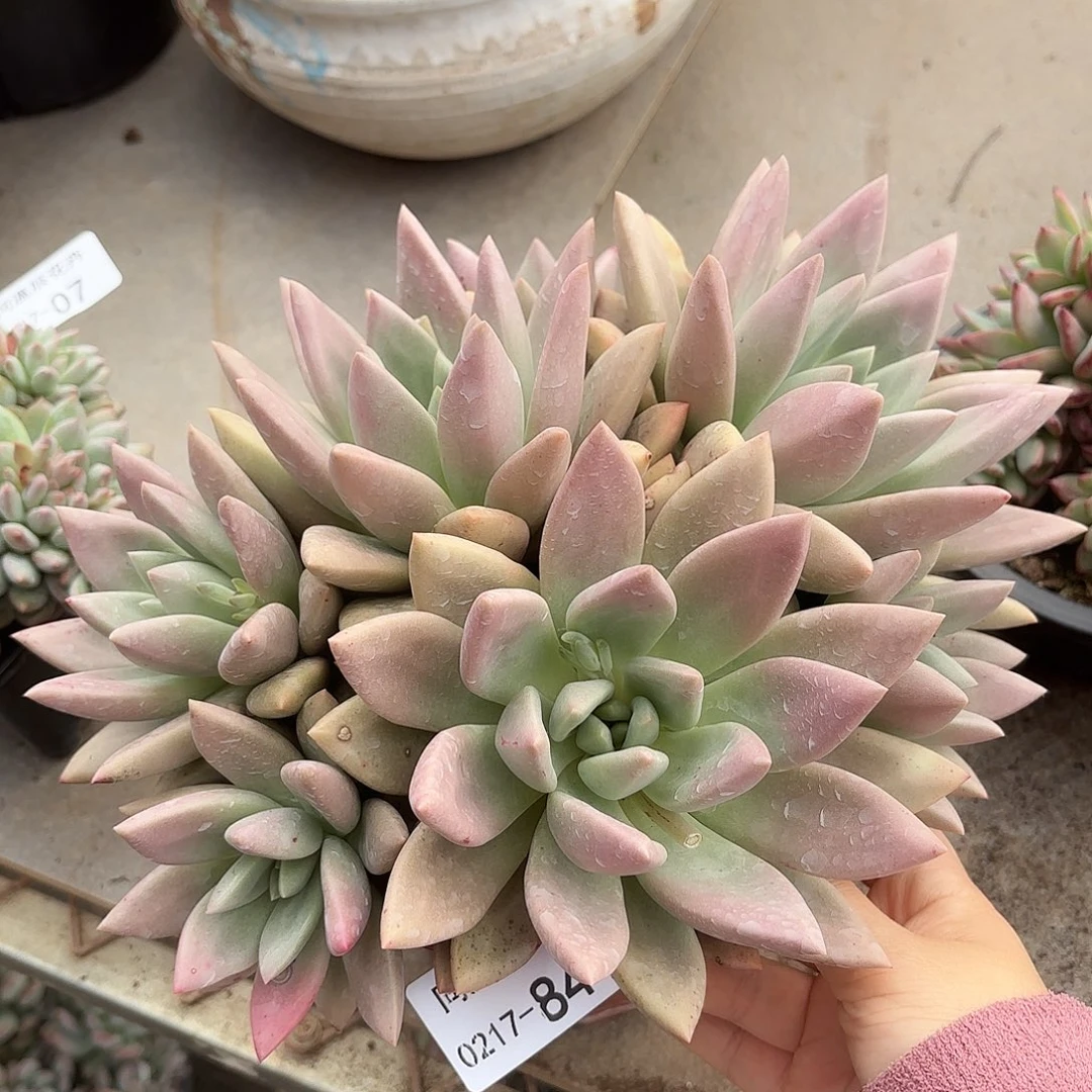 同温层多肉桃花源84