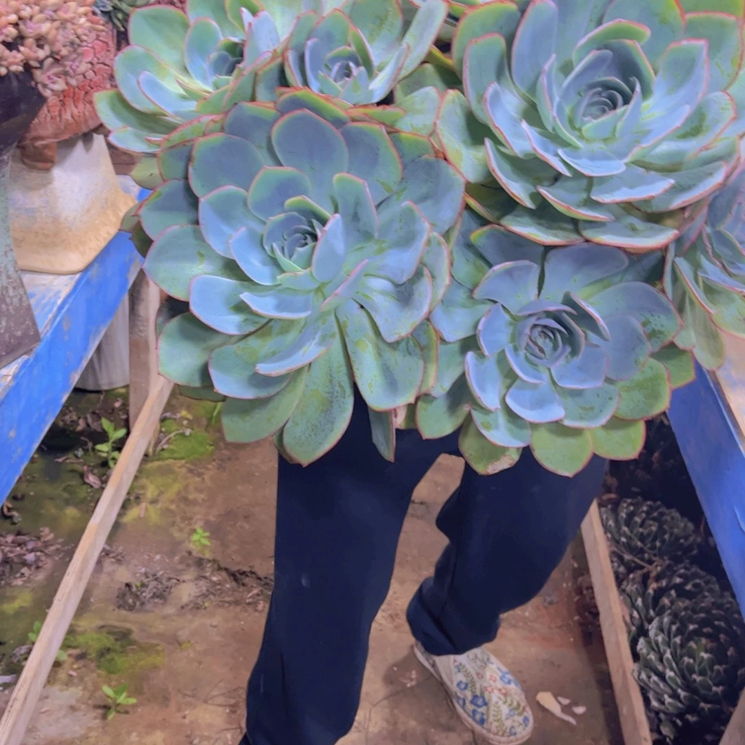 福***妮多肉植物保护研究所