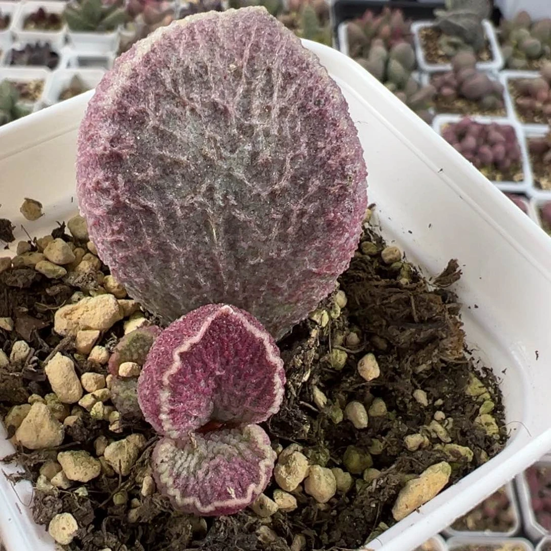 哈莫猪肝大苗多肉植物水泡