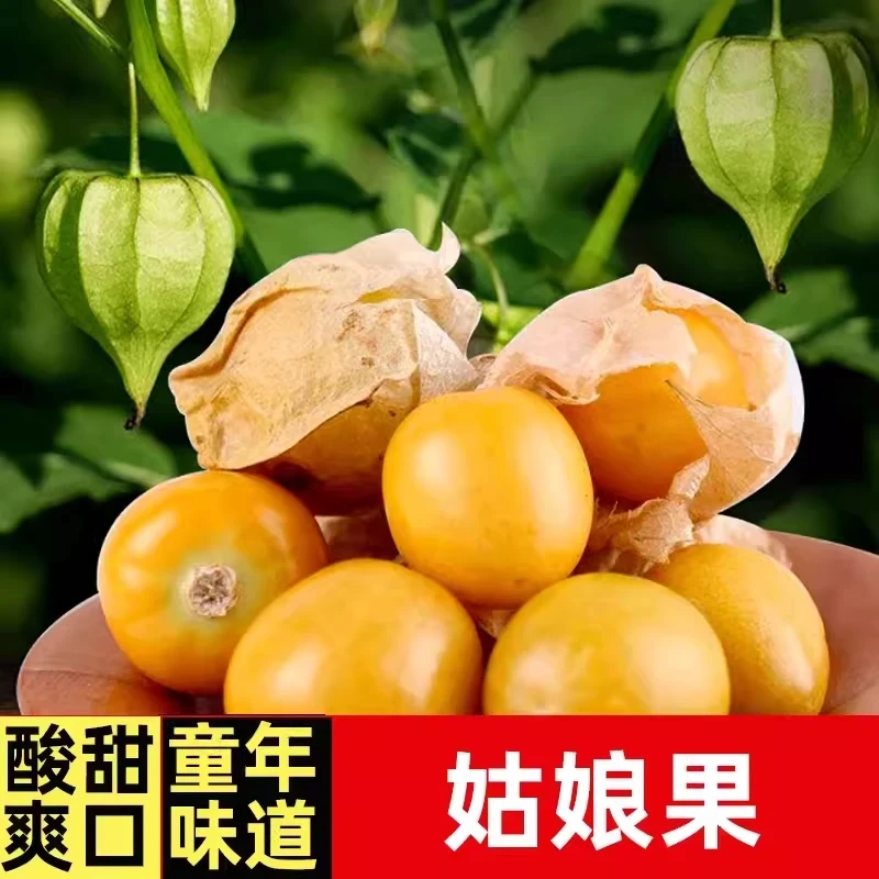 姑娘果苗高产春播灯笼果当季黄姑娘苗蔬菜苗秧苗阳台盆栽水果