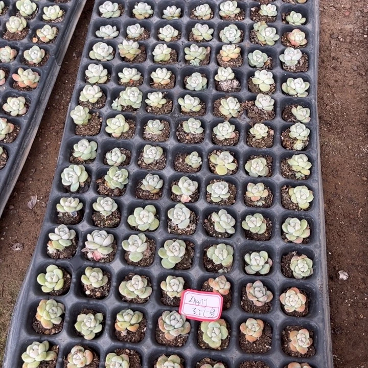 z***g冰玉穴盘冠幅保底1厘米105个