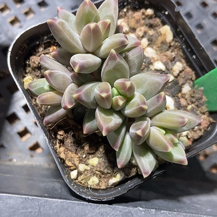 多肉植物梵高美人939