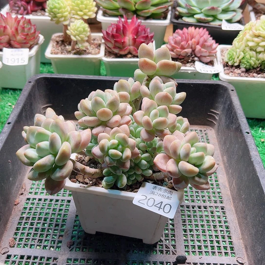 多肉＿物一拍植物2040