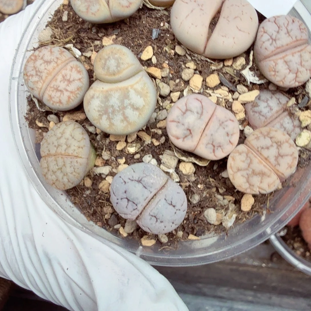 是你把它的全部删577哈哈