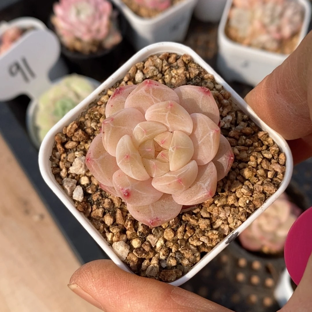 精品多肉一物一拍不包整200