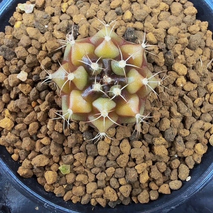 当前无花朵，栽培后可花朵