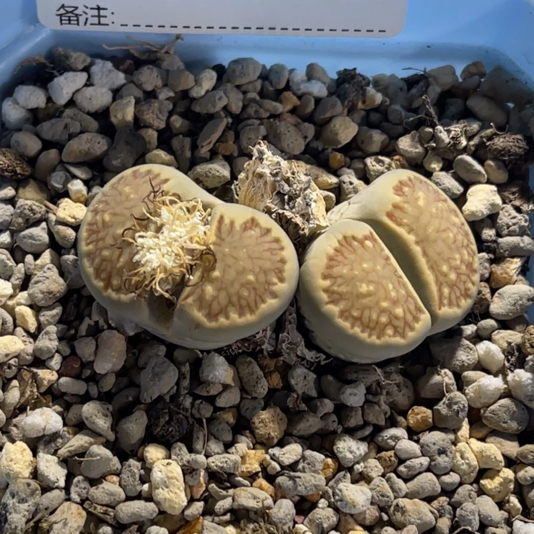 6586双头柠檬1母本