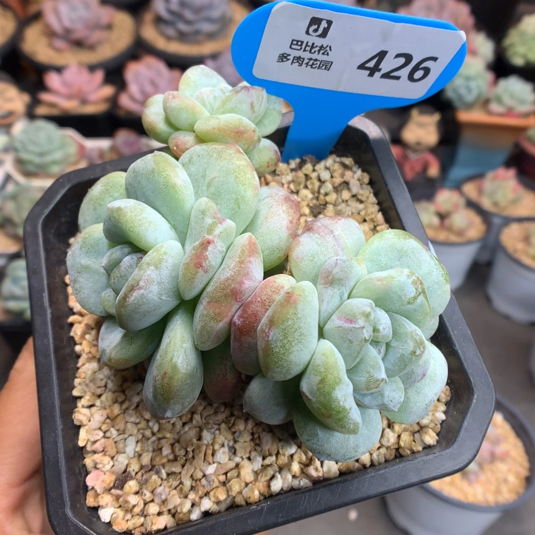 426冰玉石化多肉植物