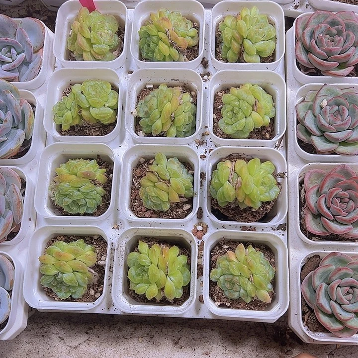 翡翠珍妮19包邮多肉植物