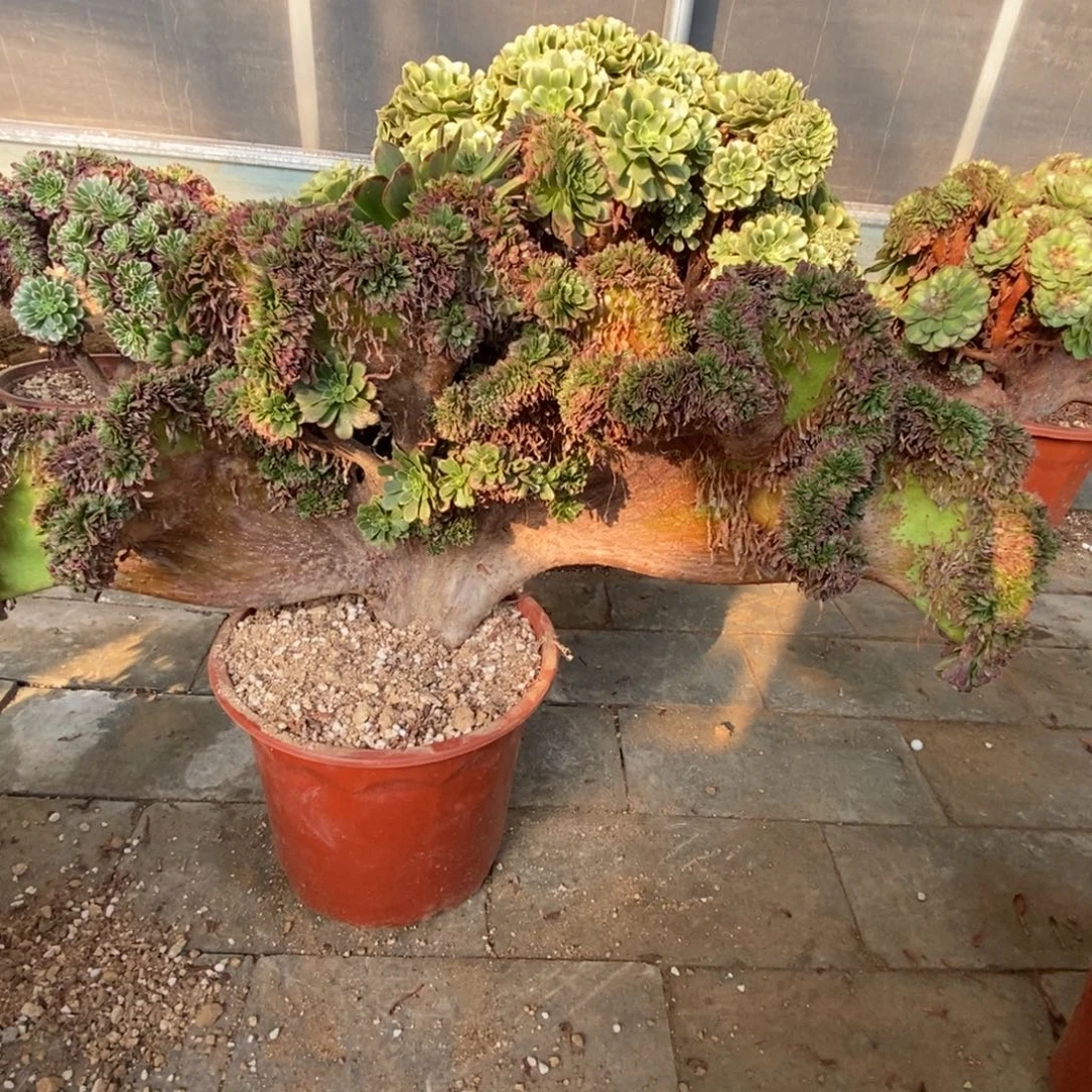 A***a嘉年华老庄缀化缀化