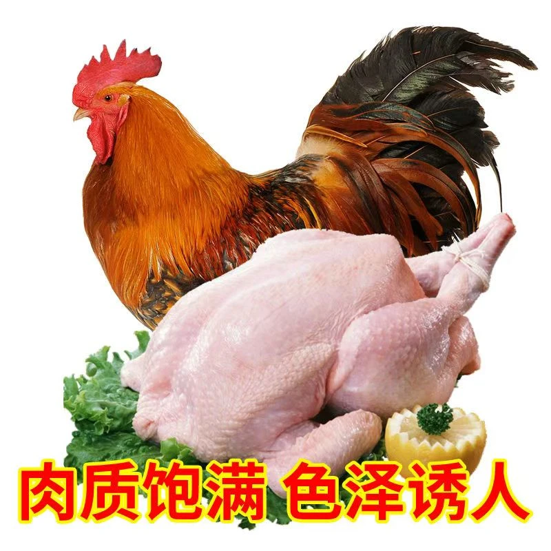 大公鸡活鸡现杀新鲜肉质紧实笨鸡速冻保鲜乌鸡母鸡溜达鸡跑山鸡