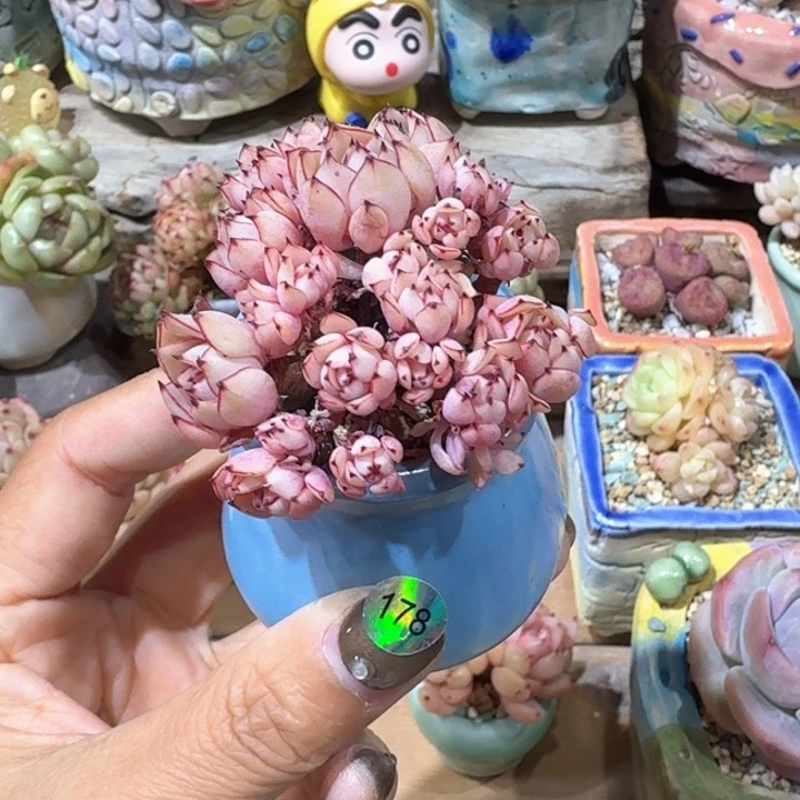 178 多肉含盆土30元包邮除偏远