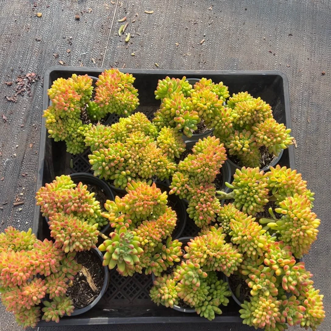 春萌缀，图中任意一颗，尺寸13+