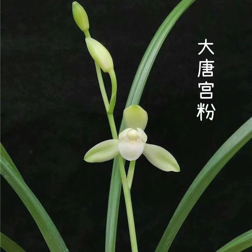 建兰兰花四季建兰大唐宫粉兰花办公室阳台客厅盆栽兰花苗基地直销