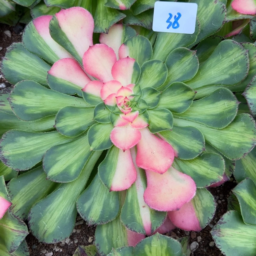 38知否多肉植物系