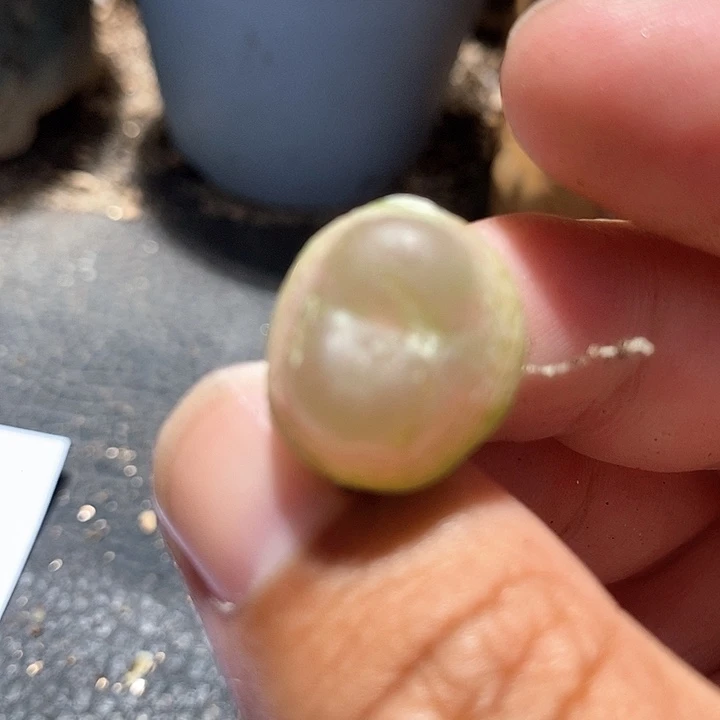 4501拉登一颗有伤