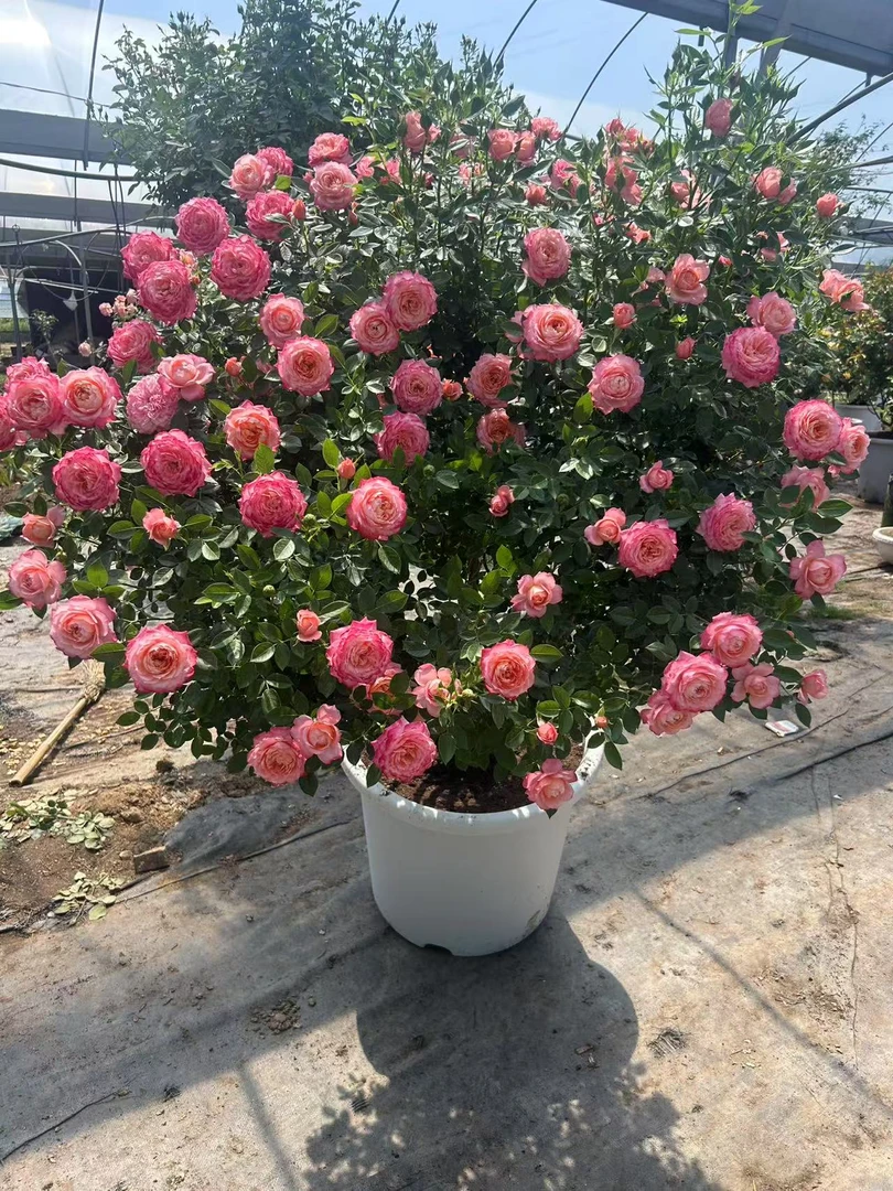 高杆树桩月季花苗盆栽带香多季开花阳台庭院耐寒抗热一树多色单色