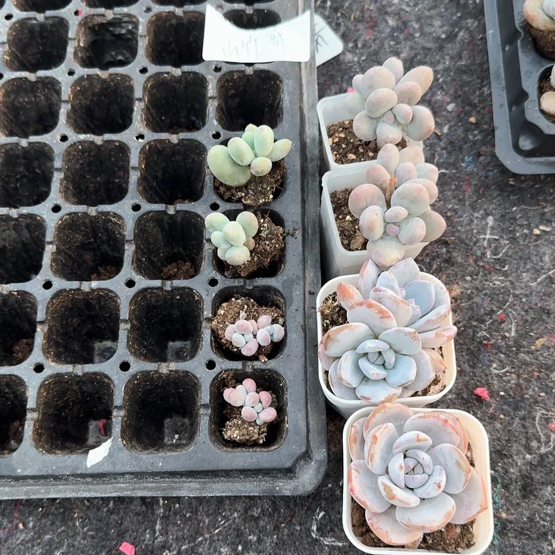 山竹哥一物一拍专拍
