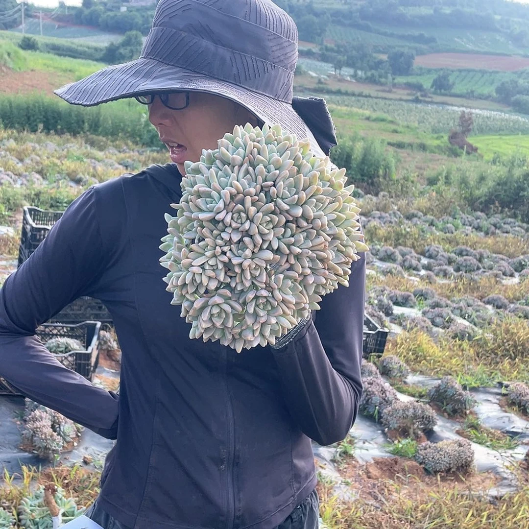 222 一物一拍淡雪缀