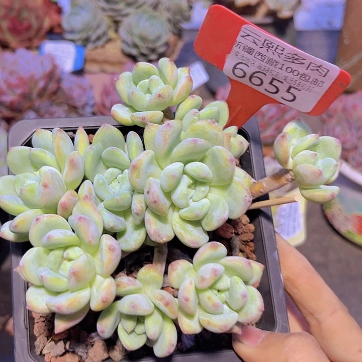 6655望舒。