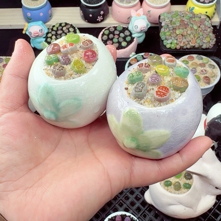 559零下地区记得拍保温箱