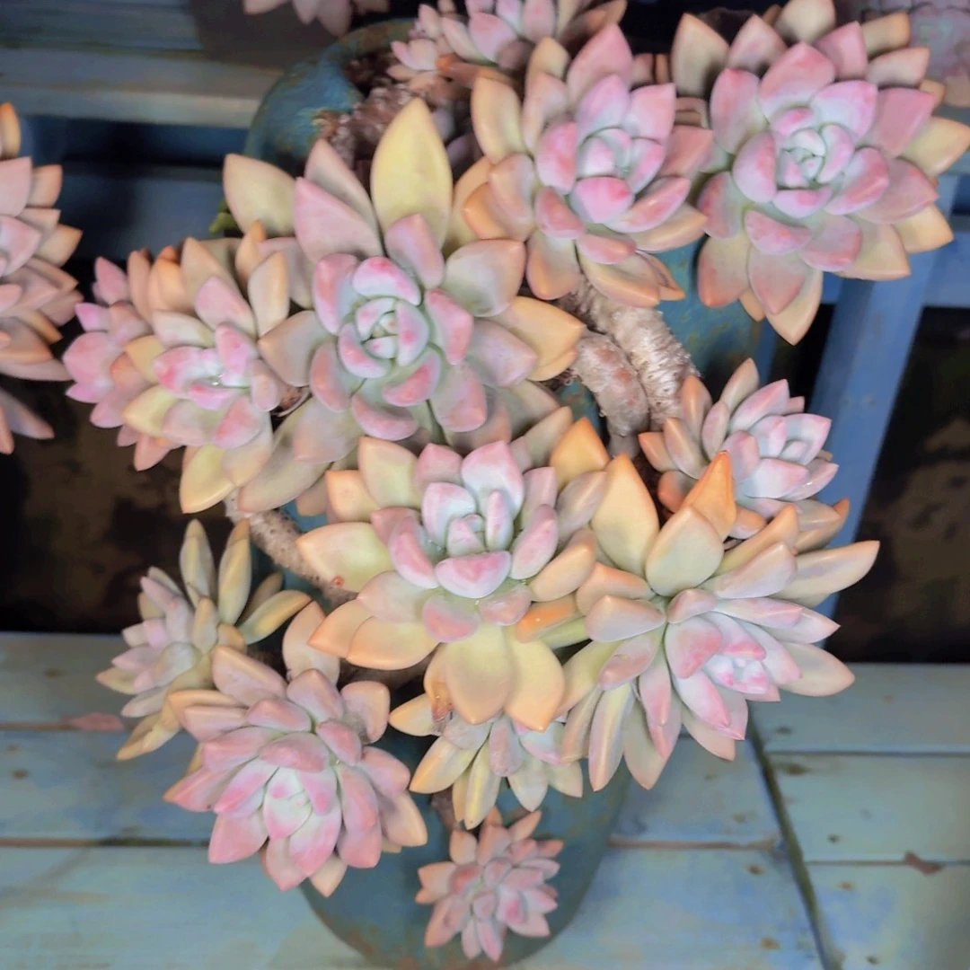 忆***肉多肉植物的生长发育和
