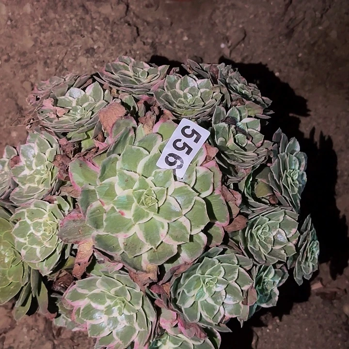 556万花筒多肉植物不售后