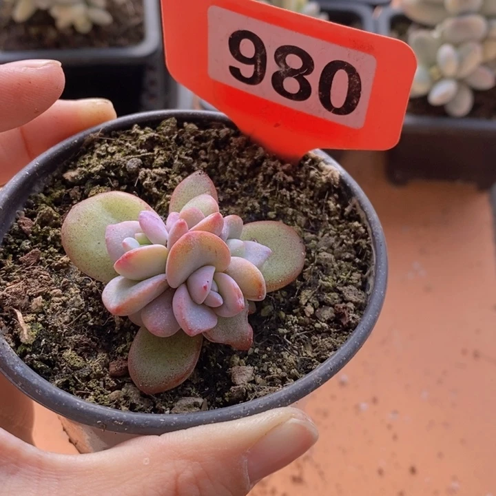 颂***悦980号奶茶一颗111111