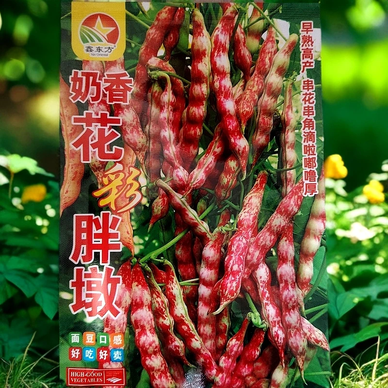 奶香花彩胖墩豆角籽50克左右