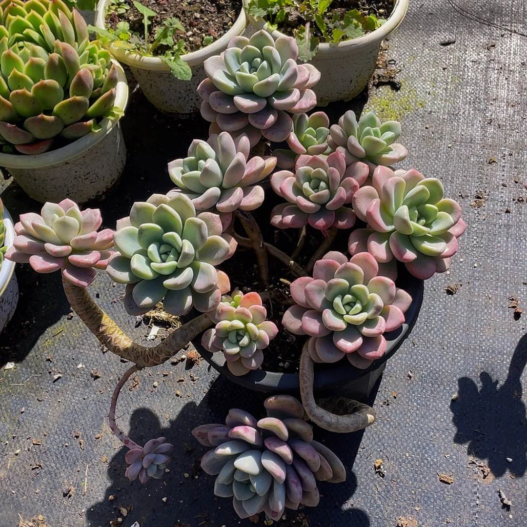 花斑露妖装老桩29:8多肉