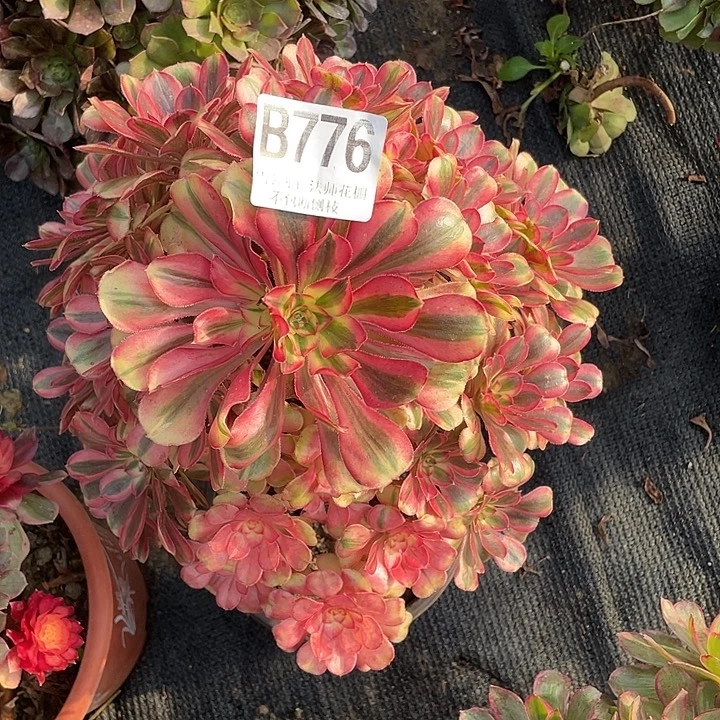 776初恋法师3-3花