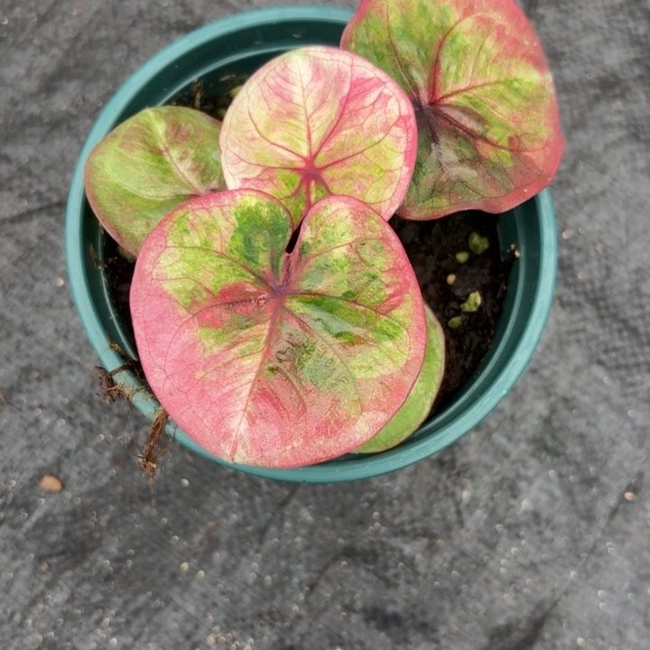 艾***芙完全开放泰国彩叶芋