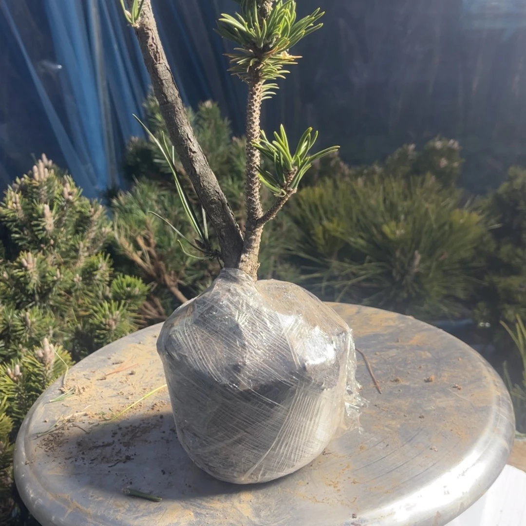 山*?寸稍一颗30链接