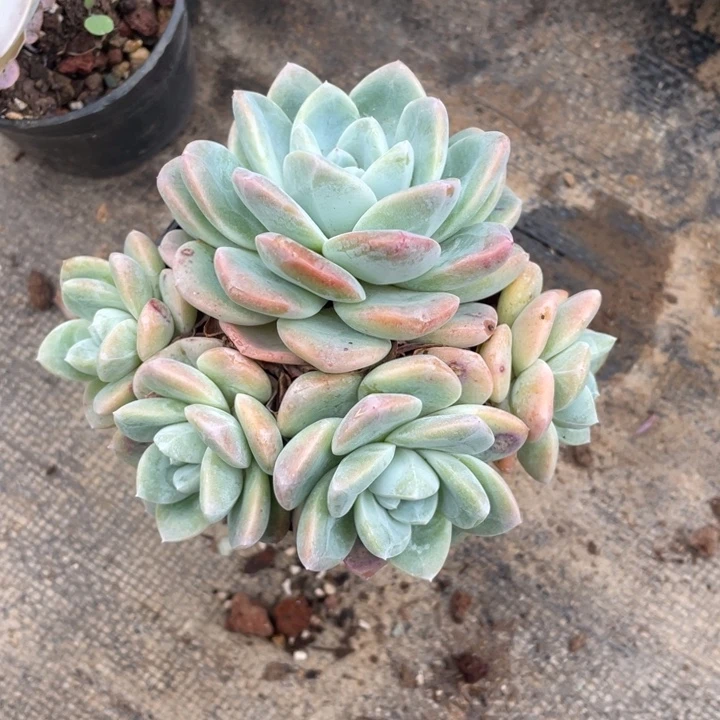 龙**饱冰玉冠幅12公分一物一拍