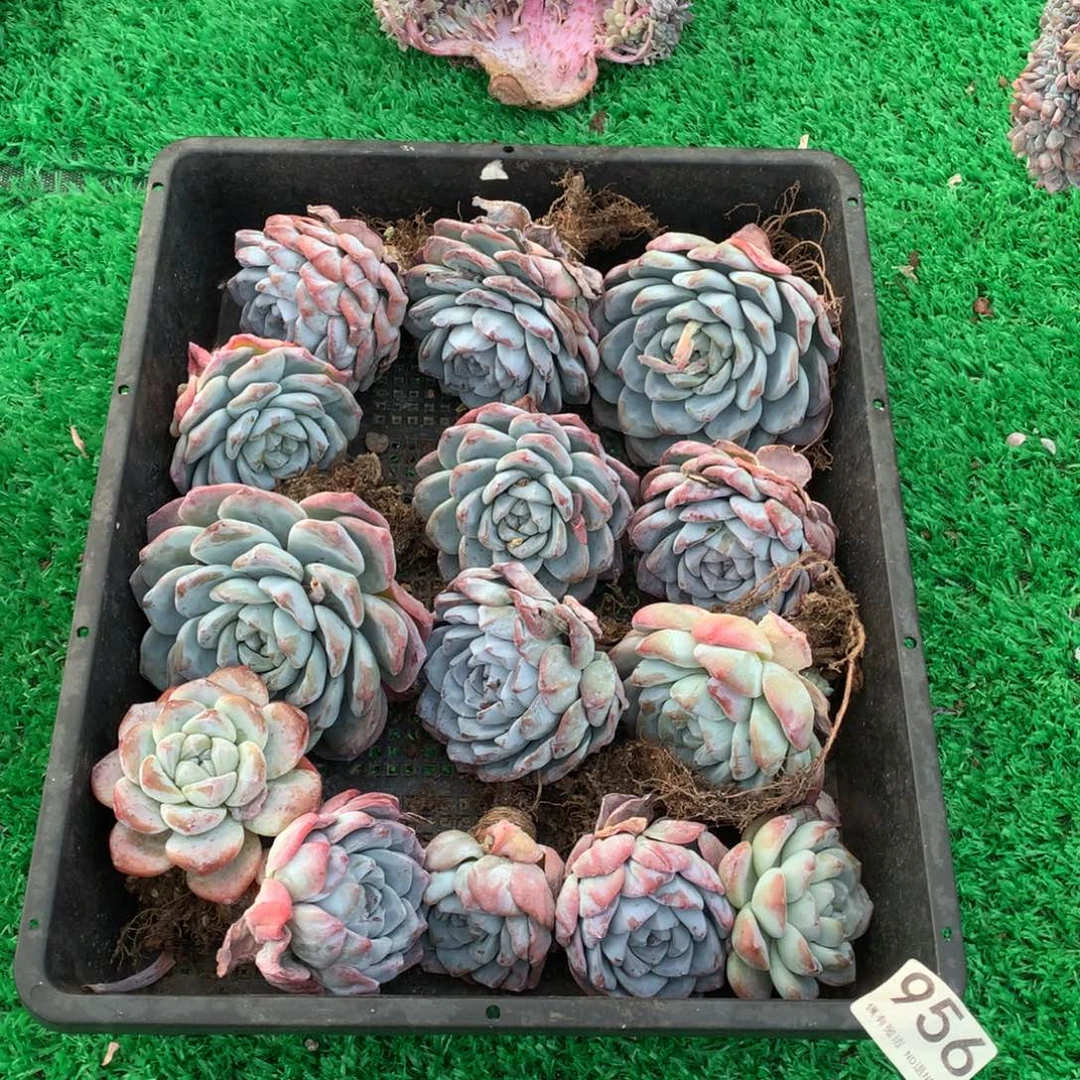956冰玉多肉植物组合