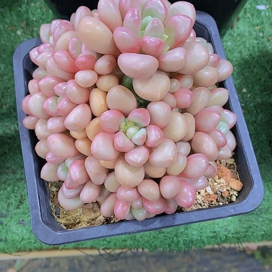 美*先锋派多肉植物