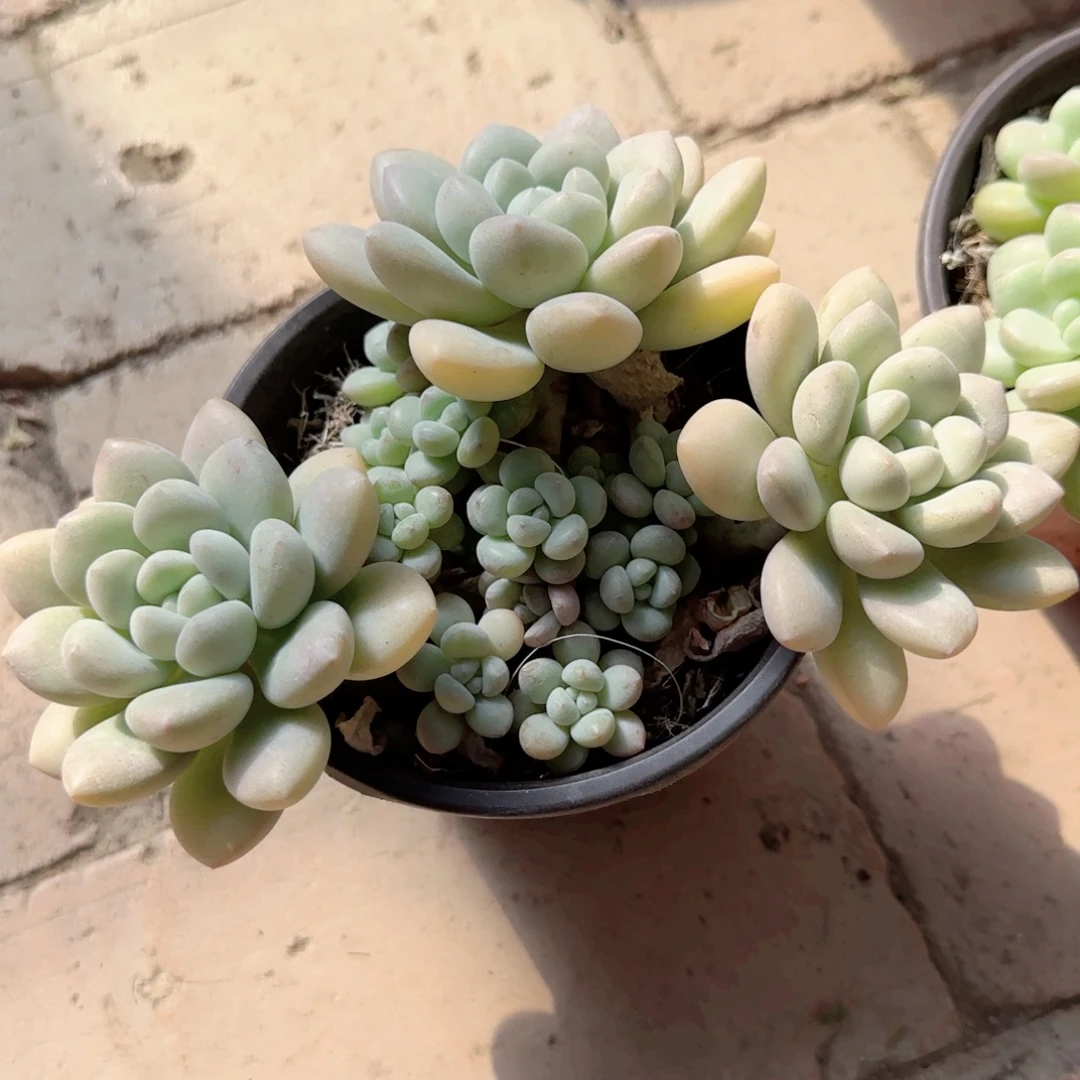 无花朵泡泡糖群生