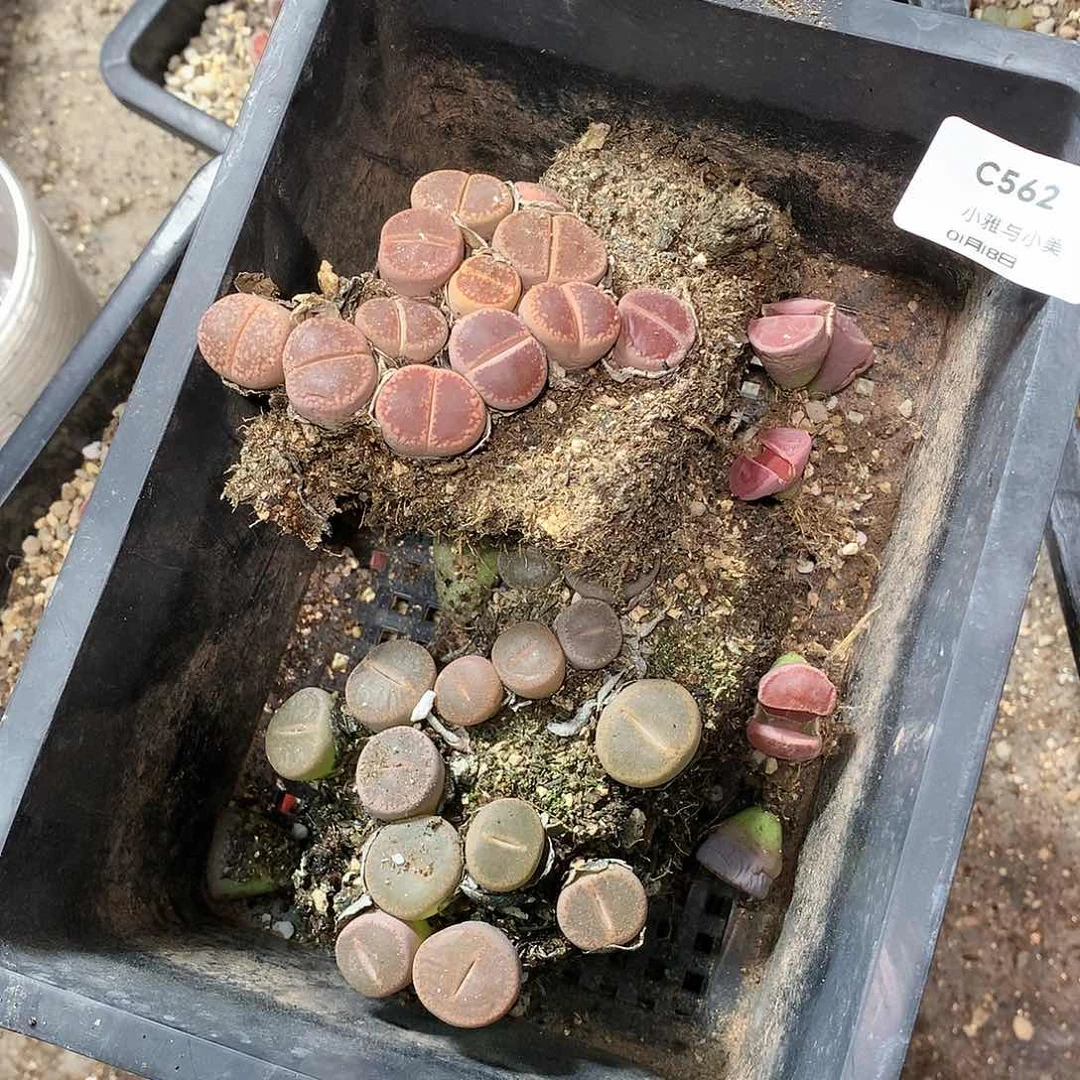 面****~C562多肉植物保护研究所