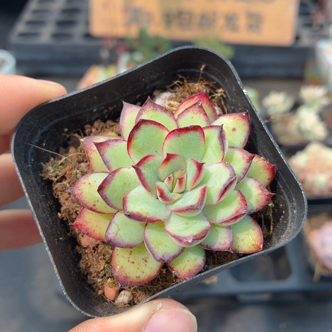 灵隐多肉9.9包邮发货