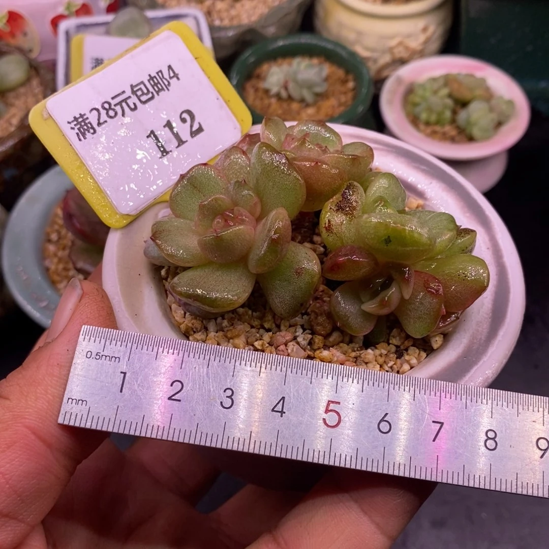 4112红恋石化四头群拉丝锦