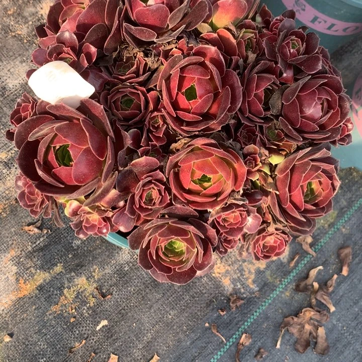 405荷兰玫瑰多肉特价不售后